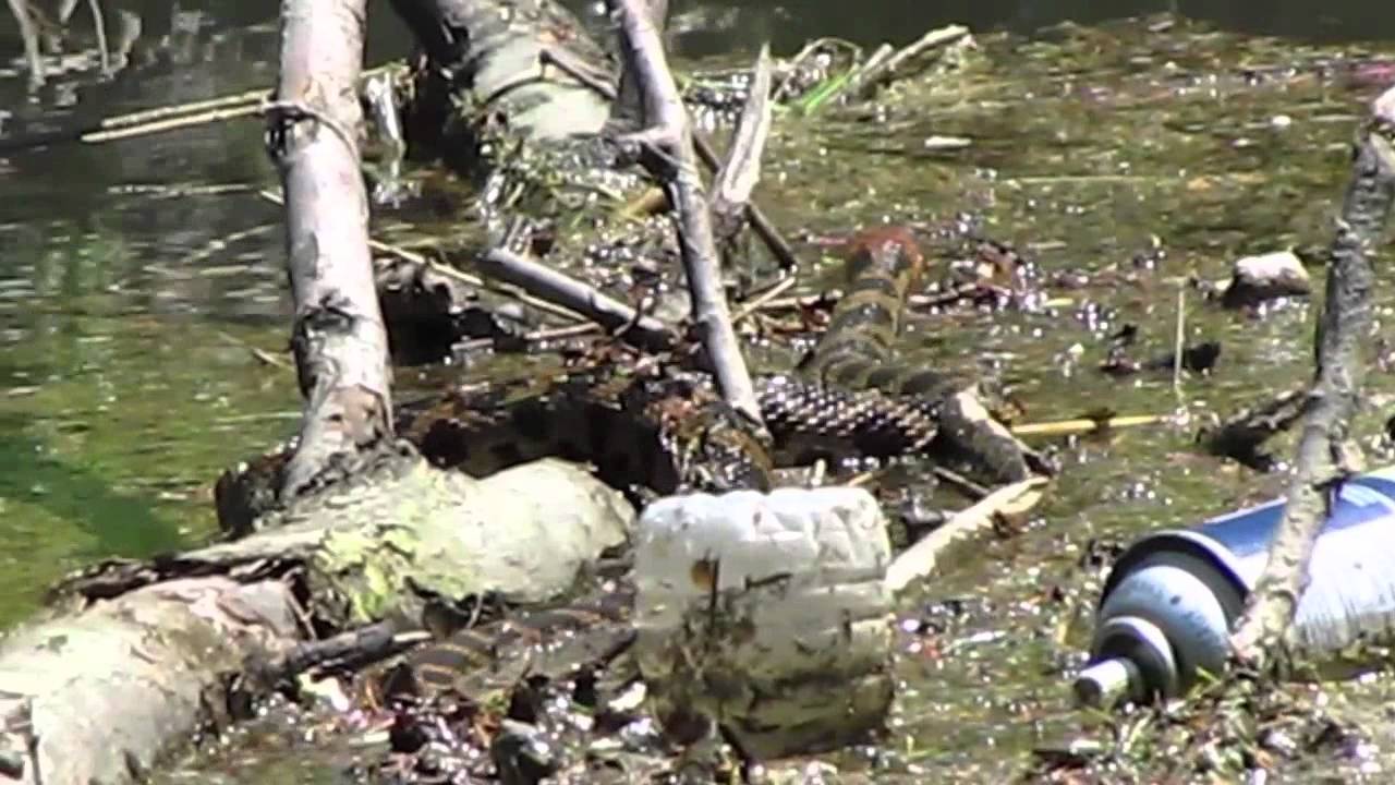 video to gif EASTERN FOX SNAKE AT LEAST 6 FEET LONG.