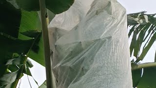 buena producción en plantación de plátano súper cuidada exelente calidad