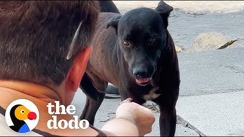 This Dog Rescue Will Make You Believe In Fate | The Dodo