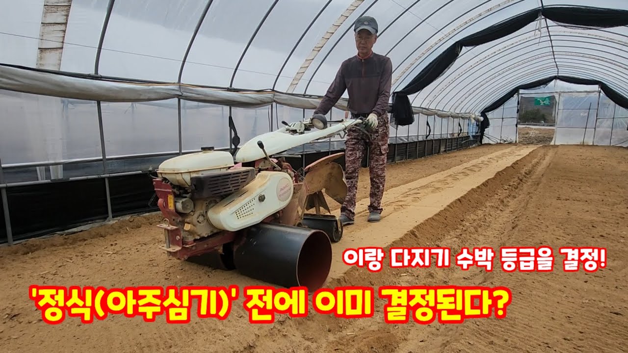 수박 정식 전 반드시 하는 작업 | 수박 활착을 빠르게 만드는 작업(이랑다지기)