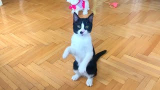 Funny kittens playing very cute games screenshot 3