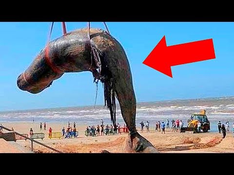 Видео: Огромный пушистый «Морской монстр» моется на пляже - и никто не может понять, что это такое