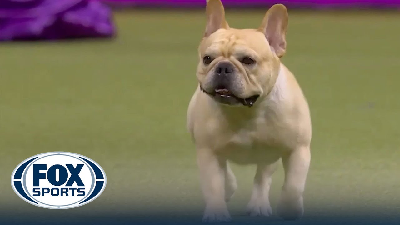 French Bulldog, 2018 National Dog Show, Non Sporting Group   NBC Sports