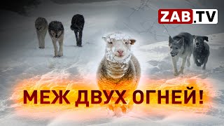 Оголодавшие волки и бездомные собаки выходят на охоту в Сретенском районе