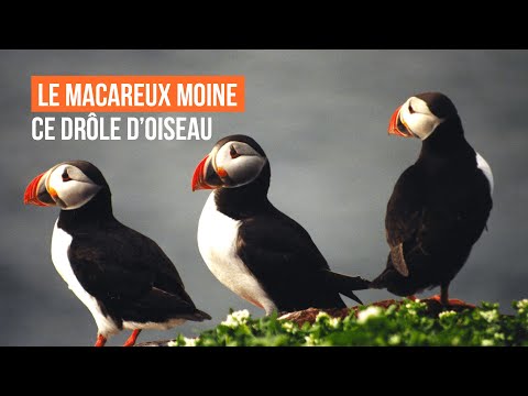 Vidéo: Différence Entre Le Passage De Pélican Et De Macareux