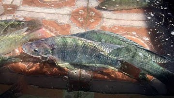 Cá Rô phi | Trong tâm cá giống Tá Tiến/ ☎️hotline: 0914 099 957