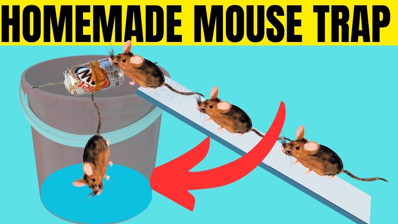 How to Get Rid of Mice WITHOUT Killing - YouTube