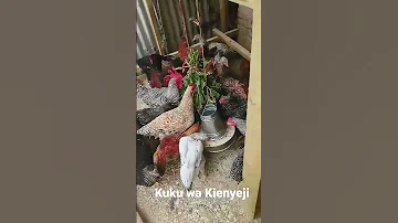 Kuku Wa Kienyeji Chotara Ufugaji Wa Kuku Wa Kienyeji 