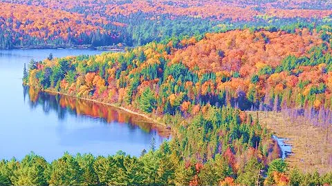 Autumn Foliage Colors in Algonquin Park Canada | Forest Fall Leaves Colors Ambience 4K