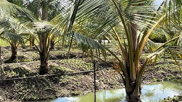 @T1805 Bán Vườn Dừa Đường Đan Gần QL1A 27 x 30 Xã Thạnh Phú Gần Mỹ Tho Tiền Giang