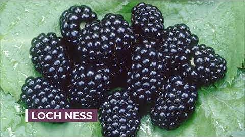 Update on blackberry breeding