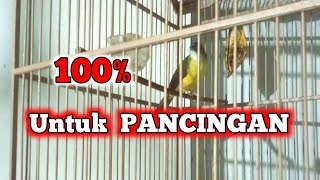 Suara burung kapas kunyit gacor