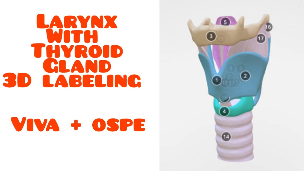 Larynx and thyroid gland Labeled model YouTube