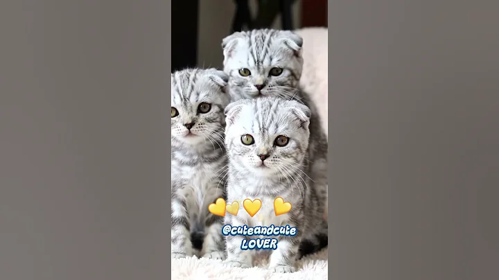 Watch the video about THE CUTEST-09-#cute #cutecat #cats #lovecats #cuteanimals #dogs #kittens #kittens #pets #petlover