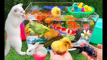 Vịt, Cá, Mèo, Cua, Rùa, Gà, Bò, Voi, Thằn Lằn, Ếch, Thỏ, Ốc, Cá Chép, Cá Koi, Chim, La Hán, Bảy Màu