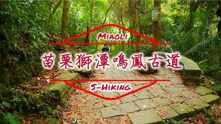 S步道｜苗栗｜鳴鳳古道｜尋幽訪勝觀螢賞桐｜獅潭鄉 