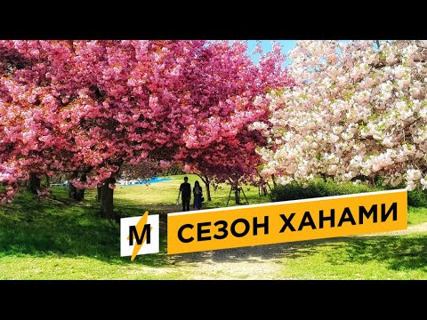 Цветение Сакуры в Японии 2021