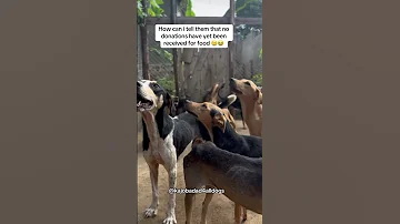 PayPal Email Kajobakenneth223 Gmail Com For Donations To Help Goshelter Adoptstrays Rescuedog 