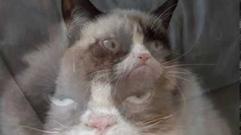 R.I.P. Grumpy Cat – Tribute