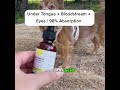 After Age 7, Hidden Eye Damage Begins - Aura Pets Keeps Care Simple 🐾