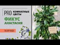 Фикус бенджамина Анастасия. Обзор пестролистного сорта фикуса