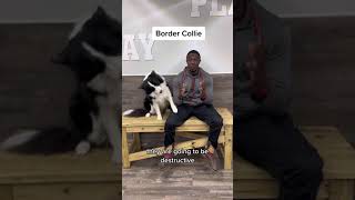 Before Owning A Border Collie Watch This!!!