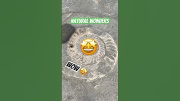 Fossil Ammonite Surprises On limestone ledges ⁉️#beachfinds#fossils#ammonites