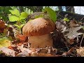 ГРИБЫ ПОШЛИ !!! Сбор грибов неземной красоты ! Грибы 2019 !