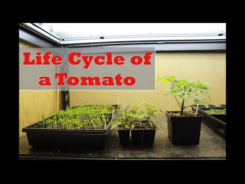 Life Cycle of a Tomato