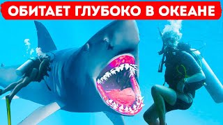 8 глубоководных акул, которые повергнут вас в ужас!