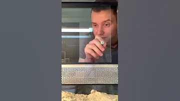 Как дышит Аптечный сцинк Перри