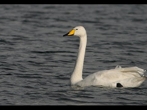 Лебедь-кликун (На озере). Западно-Сибирская равнина