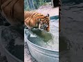 Tiger On The Prowl Tiger Animal Tiger On The Prowl Tiger Animal