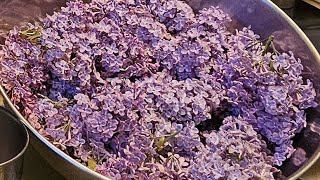 How To Make Lilac Simple Syrup | Spring Foraging & Recipe Guide #nature #food #diy