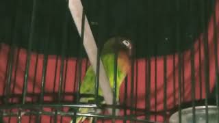 Lucu, Lovebird ini nahan kantuk sampai mau jatuh