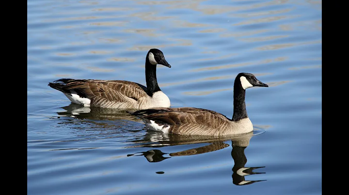 Mary Oliver - Wild Geese - DayDayNews