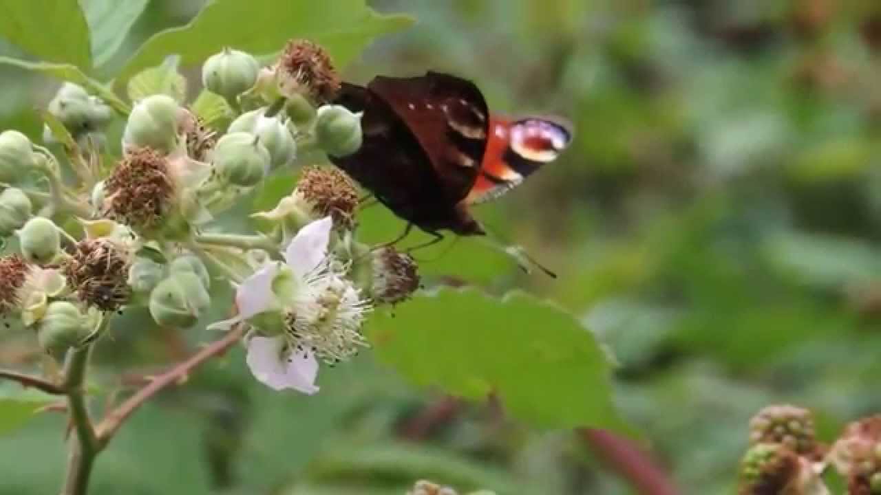 Peacock butterfly, Rushbeds and Lapland meadow, Oxon, England,  22nd August 2013