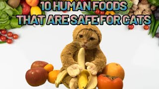 10 HUMAN FOODS THAT ARE SAFE FOR CATS by Aiamazing Top 10 39 views 1 year ago 3 minutes, 48 seconds