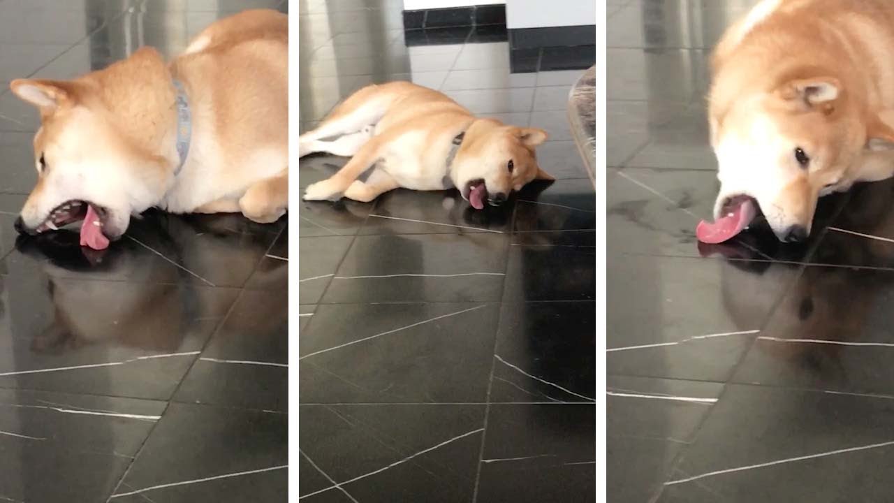 My Dog Keeps Licking The Floor