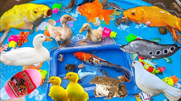 Bắt Cá Mập Dưới Ao Cùng Thỏ Vlog, Con Vịt Bơi Dưới Ao Bèo Tập 4