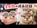 Twin Baby Otters: Their First 365 Days of Life
