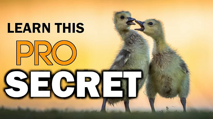 The MOST IMPORTANT wildlife photography tip, BY FAR!