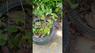 #oregano#herbalplants #videoshorts