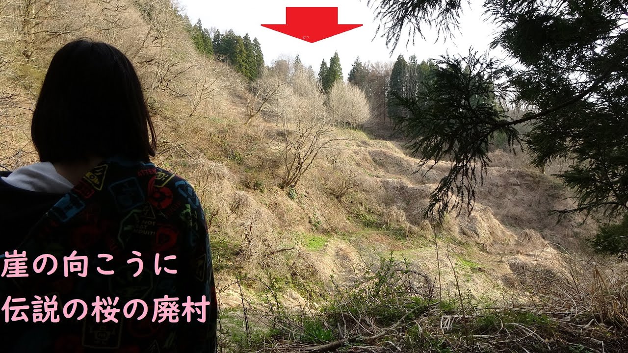 崖の向こうに【伝説の桜の廃村】遂に到達! - YouTube