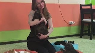 Утро добрым бывает: котокафе в Краснодаре Утро добрым бывает: котокафе в Краснодаре