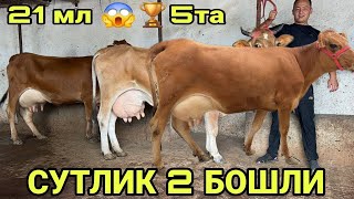видео: 2 БОШЛИ 5ТА СУТЛАРИ КУП КОРНИДА АНИҚ СИГИРЛАР СОТИЛАДИ SOTILADIGON SIGIRLAR BOʻGʻOZ 16 сентября 2025 картинка: 2 БОШЛИ 5ТА СУТЛАРИ КУП КОРНИДА АНИҚ СИГИРЛАР СОТИЛАДИ SOTILADIGON SIGIRLAR BOʻGʻOZ 16 сентября 2025