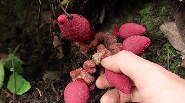 LÊN RỪNG HÁI THUỐC VÀ GIỚI THIỆU LOẠI NẤM BỔ THẬN TRÁNG DƯƠNG | THẢO DƯỢC NGƯỜI DAO