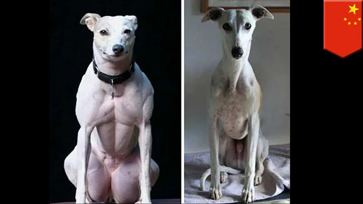 超级筋肉犬　中国基因改造新物种 - 天天要闻