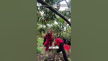 Thi hái vải tại Lục Ngạn Bắc Giang