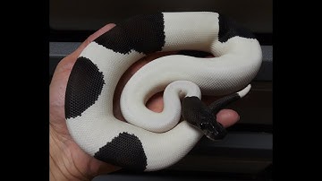 PANDA PIED BALL PYTHON !!!! *Update* Summer 2020